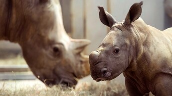 A baby rhinoceros in an enclosure with a grazing adult