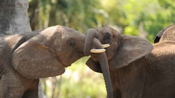 Young elephants with their trunks entwined