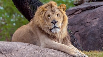 A lion resting on a rock