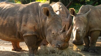 A trio of rhinoceroses, grazing on grass.