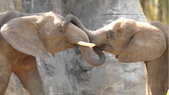 2 elefantes africanos con colmillos acariciándose las caras entre ellos con las trompas