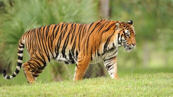 Un tigre de Sumatra en el Maharajah Jungle Trek