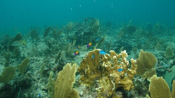 Fish swimming around a coral reef