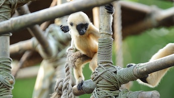 Gibones pequeños trepan una estructura cerca de Kali River Rapids y Maharajah Jungle Trek