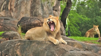 Male African lion sitting on rock, baring teeth while yawning