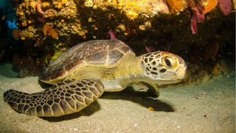 A sea turtle resting on sand next to a coral reef