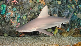 A shark swimming next to a coral reef