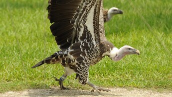 Two vultures with their wings spread out, at Disneys Animal Kingdom park