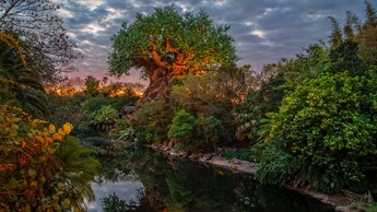 The Tree of Life en Disney's Animal Kingdom Theme Park