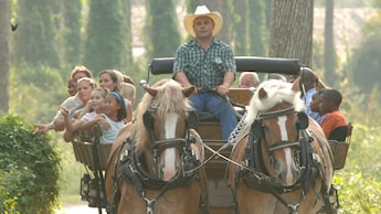 Plus d'une douzaine de visiteurs regardent autour d'eux, émerveillés, en profitant d'une promenade en calèche tirée par des chevaux parmi les arbres