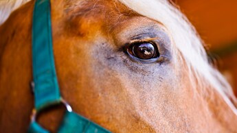 Close-up of a horse's eye