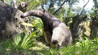 A southern giant anteater walking through its habitat at Disney’s Animal Kingdom theme park
