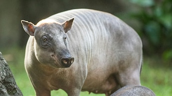 A baby babirusa with its mother at Disney’s Animal Kingdom theme park