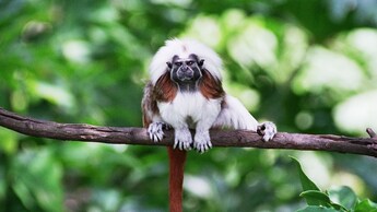 A cotton-top tamarin on a tree branch.