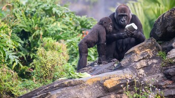 Two gorillas standing on a rock in Gorilla Falls Exploration Trail at Disney's Animal Kingdom theme park