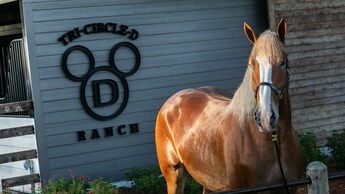 A horse standing by a barn, with a sign that reads ‘Tri Circle D Ranch’ on the side of the barn