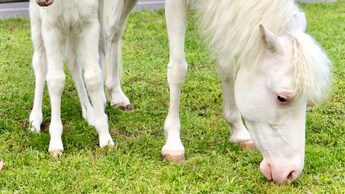 An adult pony and baby pony grazing in a grassy field