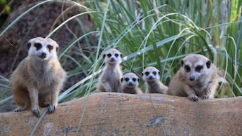 2 adult meerkats and 3 young meerkats crouching beside a log in a grassy area