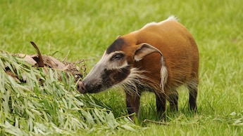 A red river hog standing in a grassy field