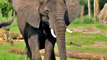 Un elefante caminando por la sabana