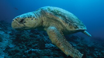 Una tortuga marina nada en un gran acuario de SeaBase, ubicado en EPCOT