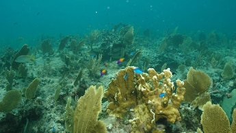 Coral reefs on the floor of the giant aquarium at SeaBase, located in EPCOT