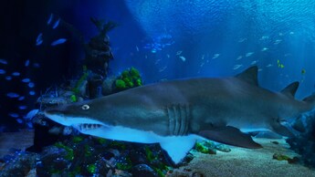 Un tiburón nadando en un gran acuario de SeaBase, ubicado en EPCOT