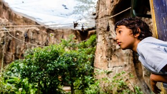 A child looking inside a jungle enclosure