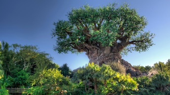 The Tree of Life y Discovery River en el Disney’s Animal Kingdom Theme Park