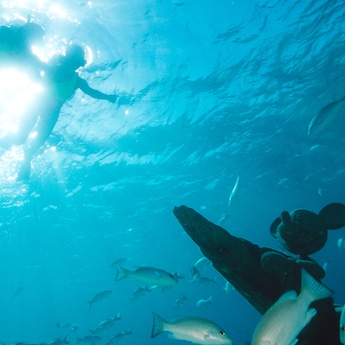 A couple snorkeling amid tropical fish and an underwater statue of Mickey Mouse