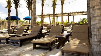 Long chairs under palm trees on the beach