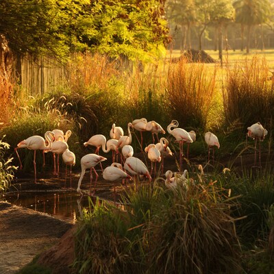 Flamingos on the savannahs at Disney's Animal Kingdom Lodge
