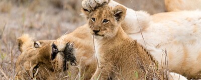 A lioness and her cub laze in the South African savanna grasslands