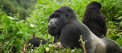 Two mountain gorillas surrounded by dense foliage in a national park in Africa