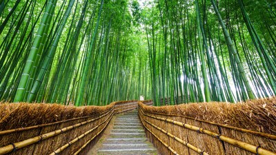 Tall bamboo line both sides of a long walkway in a grove behind Tenryuji Temple in Kyoto