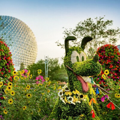 Flowers and shrubs arranged to look like Pluto as he holds a string in his mouth at the Epcot International Flower & Garden Festival
