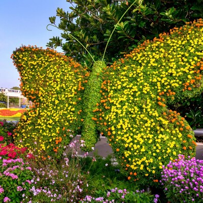 A butterfly shaped topiary in a flower garden with the monorail in the distance