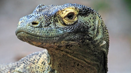 Disney's Animal Kingdom Theme Park