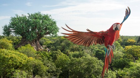 Disney's Animal Kingdom Theme Park