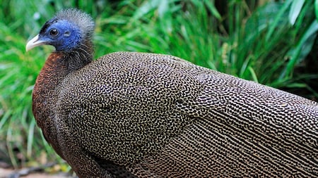 Disney's Animal Kingdom Theme Park