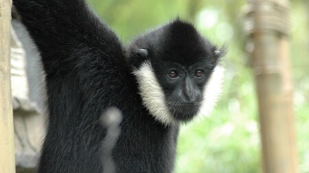 A small ape, the white cheeked gibbon