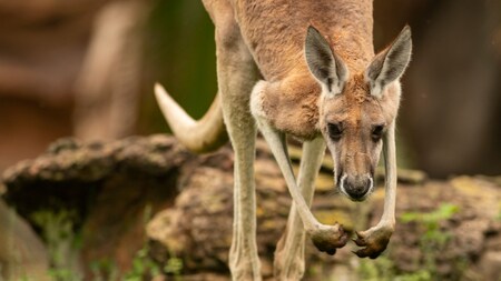 Disney's Animal Kingdom Theme Park