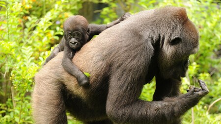 An adult gorilla with a baby gorilla riding on its back