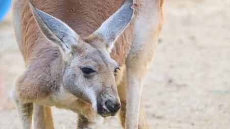 A kangaroo at Jumping Junction in Disney's Animal Kingdom theme park