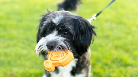 happy hound pet store