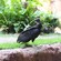 A vulture standing on a grassy edge