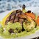 Grilled steak and shrimp with green sauce and vegetables, from Coral Reef Restaurant at Epcot