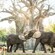 2 elephants greeting each other by a large tree at Harambe Wildlife Preserve  