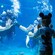 Two scuba divers waving at a young boy pressing his hands against the glass of an aquarium tank   