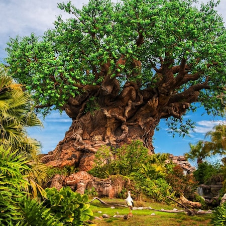 The Tree of Life at Disney’s Animal Kingdom theme park